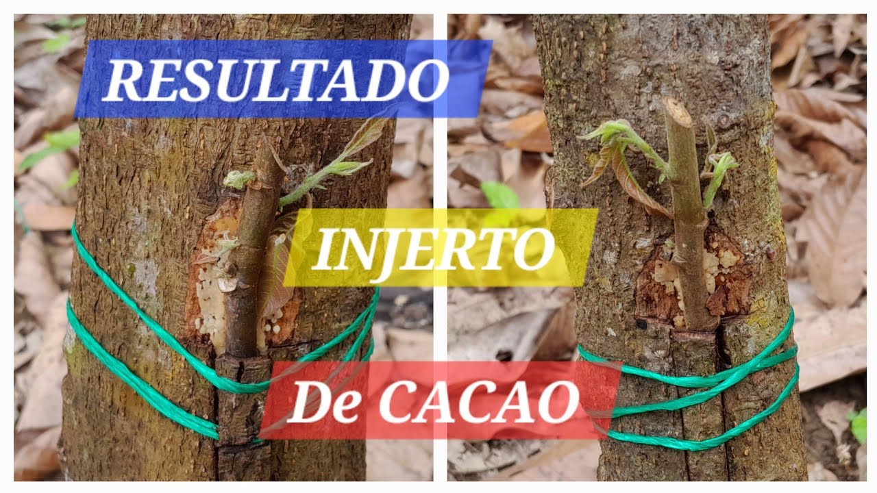 RESULTADO DE LA INJERTACION DE CACAO #injerto  #cacao #injertocacao