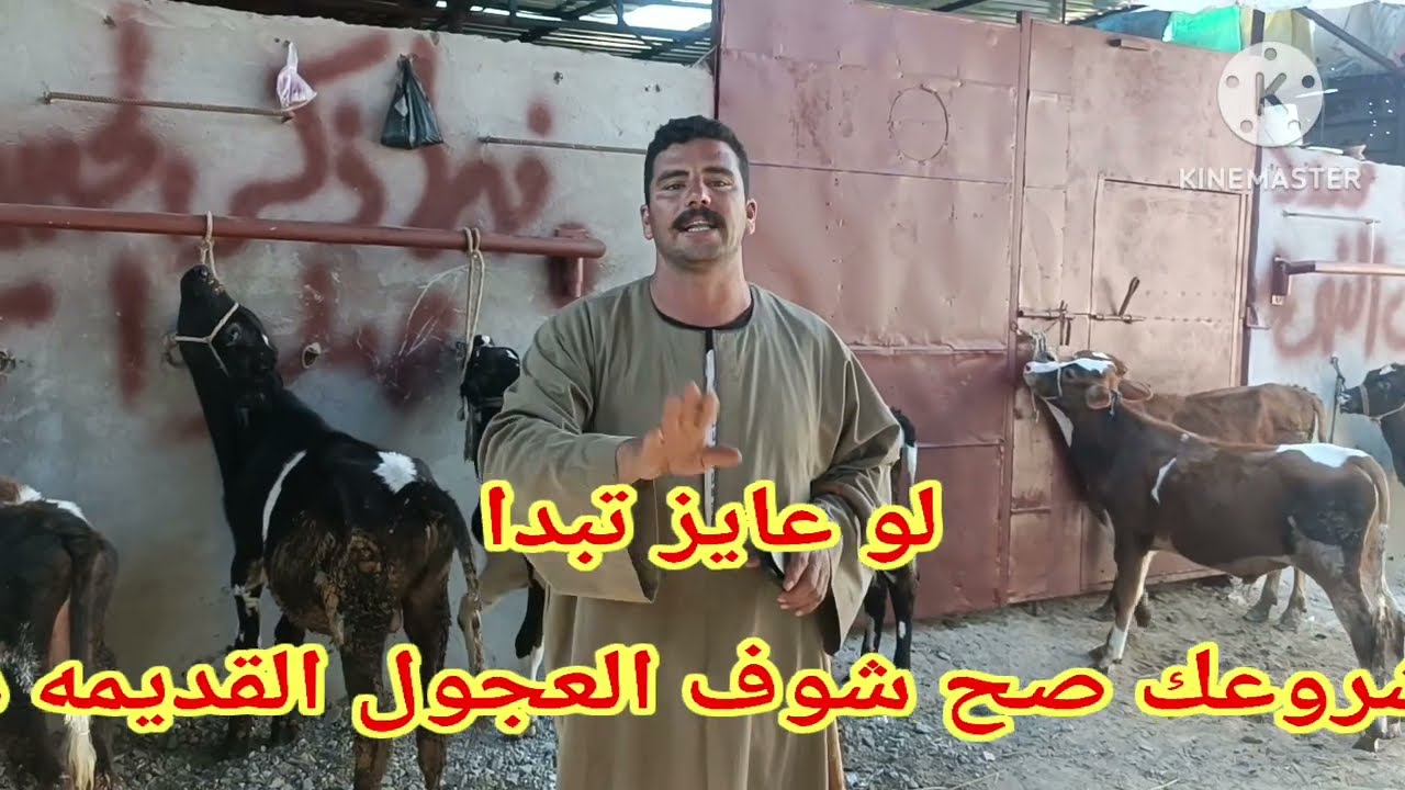 قبل ما تبدا مشروعك في تربيه العجول)(👌 اعرف فرق العجل القديم من العجل اللبني) ❤️‍🔥 شوف الفيديو ده