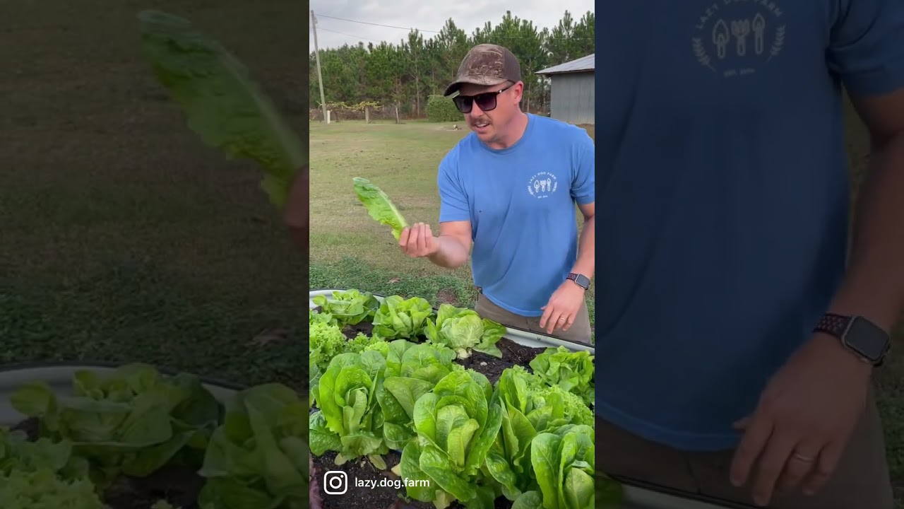 When Is the Best Time to Harvest Lettuce? 🥬