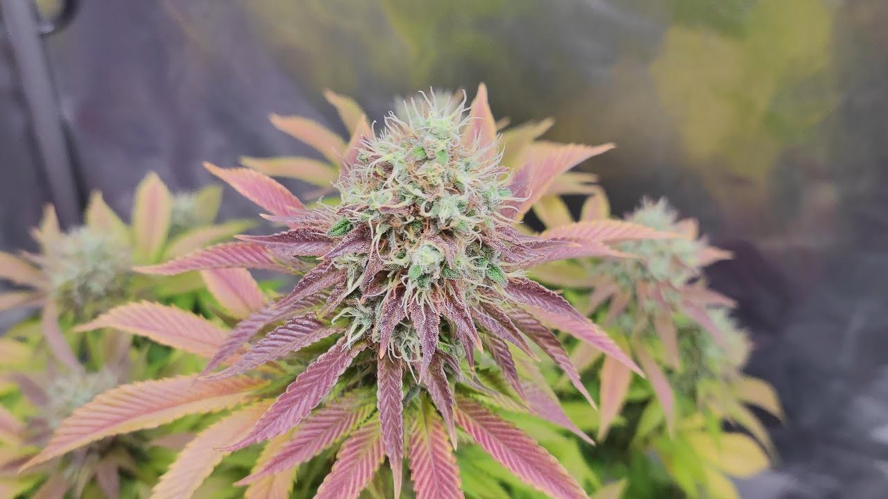 Flowering Day#64 - Mack and Crack (Seedstockers)
