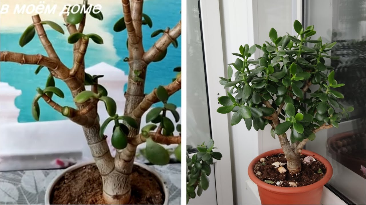 ШОК 😲ЧТО БЫЛО,ЧТО СТАЛО😱 А нужно было ПРОСТО срезать ВСЁ✂️🌳