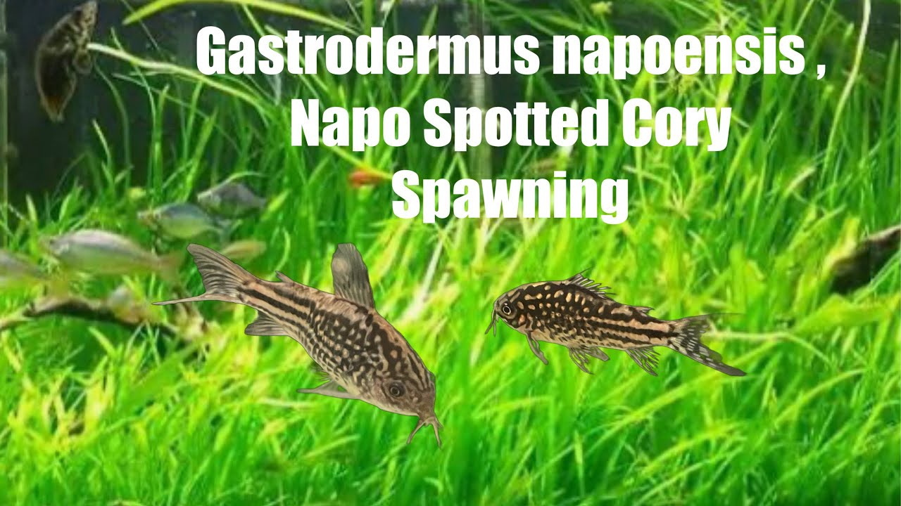 Cory’s Spawning. Gastrodermus napoensis