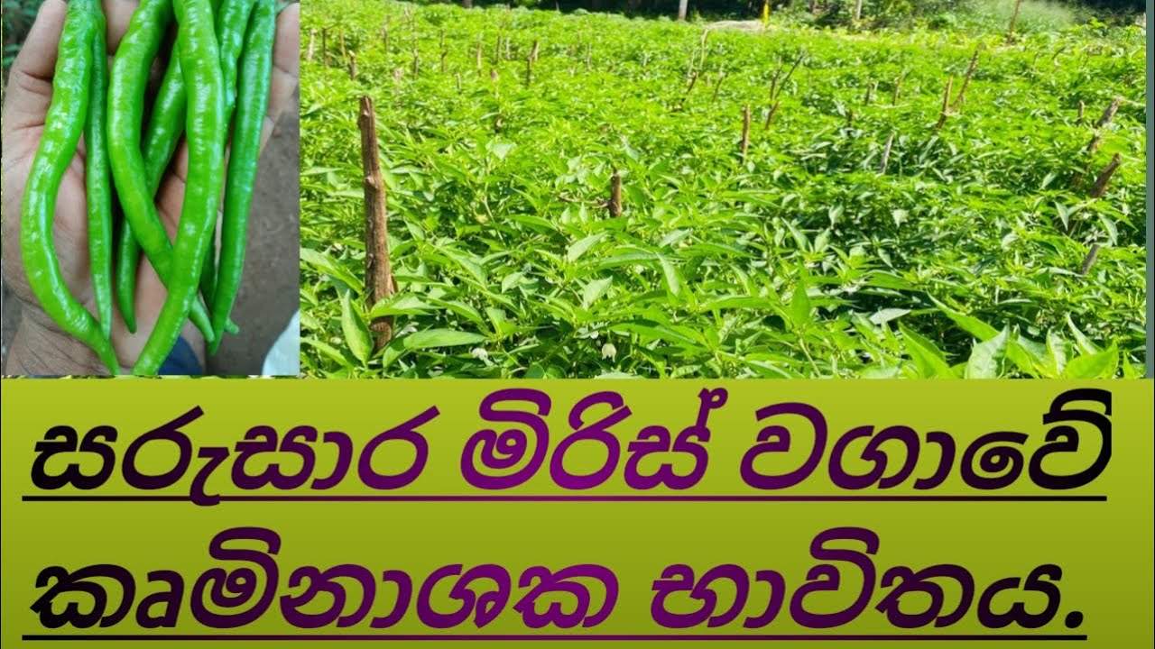 සාර්ථක  මිරිස් වගාවක් සදහා කෘෂිරශායන භාවිතය.
