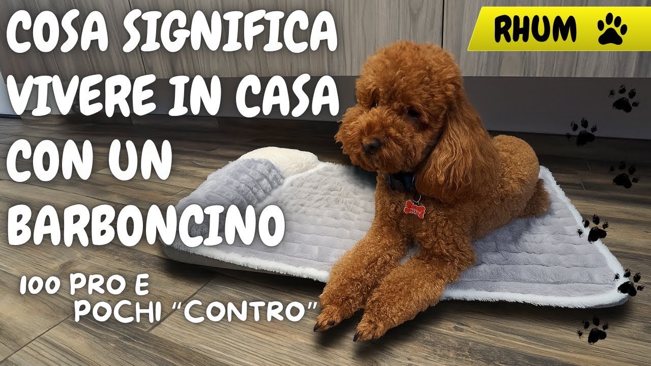 Vi presento il nostro barboncino 🐩 | Un compagno di avventure