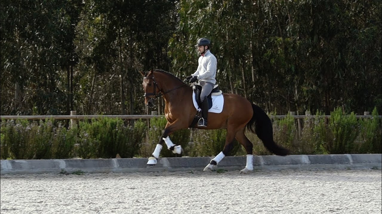**SOLD**  Piro Free Dressage Horse - cross PRE*Warmblood (REF#499)