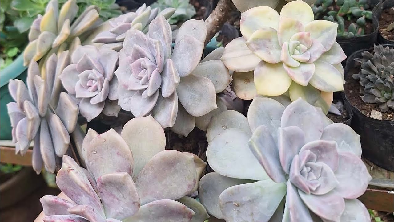 Purple and green succulents are not only low-maintenance, but they're also incredibly beautiful! 🌱💚