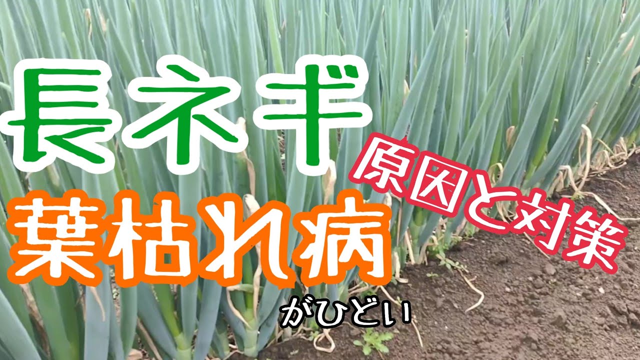 【大ピンチ】長ネギの葉枯病が侵攻中。