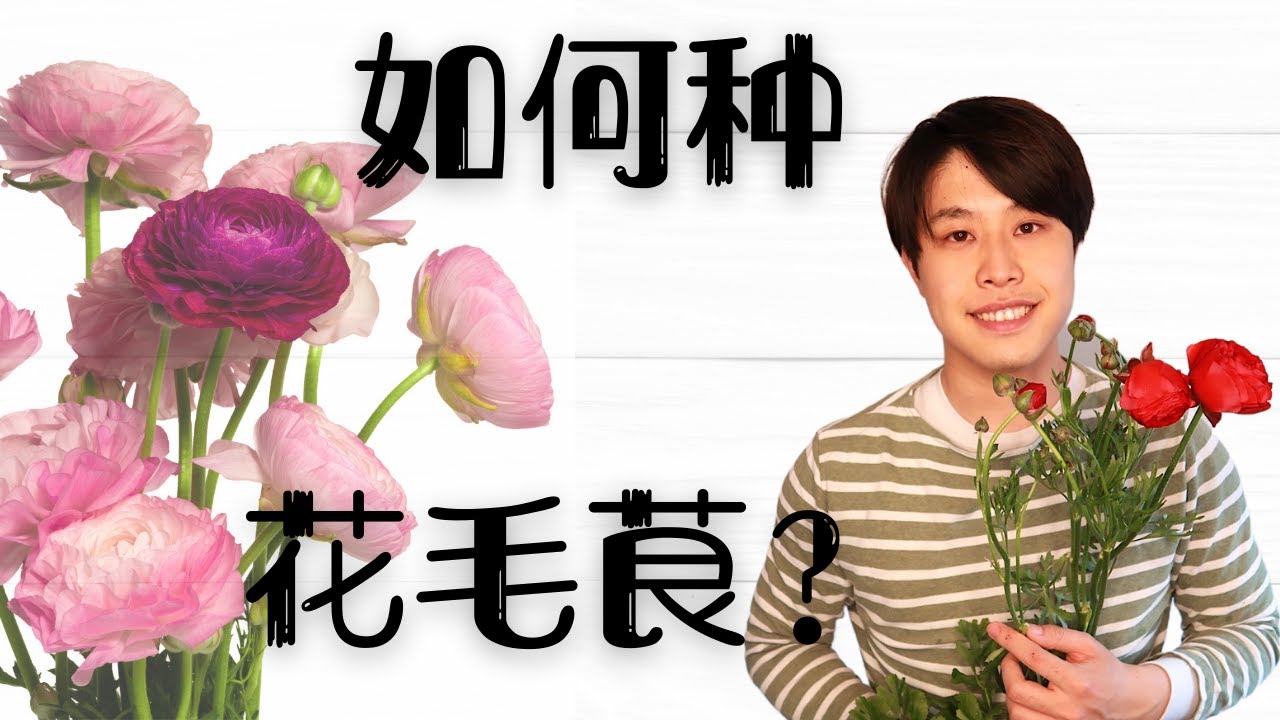 【小亨园艺】如何种花毛茛/芹叶牡丹？花毛茛养护种植方法～～