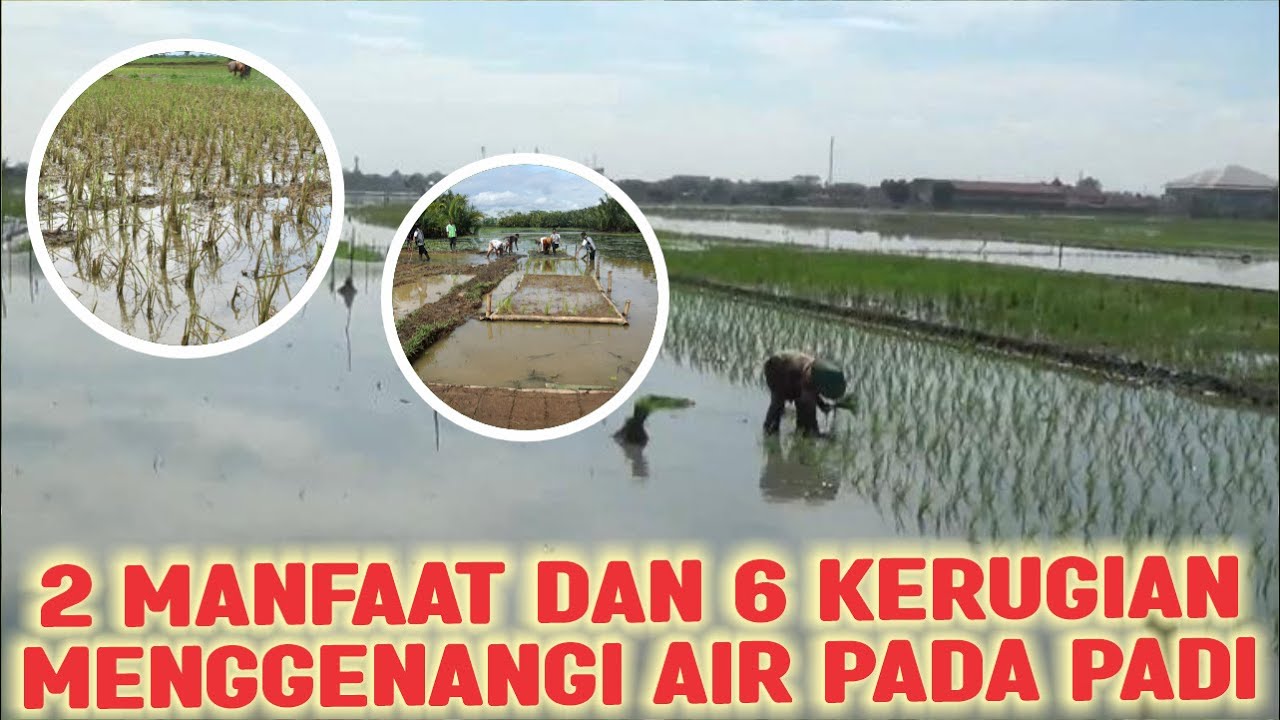 2 MANFAAT DAN 6 KERUGIAN MENGGENANGI AIR PADA PADI
