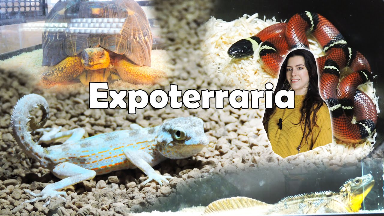 Primera Expoterraria 2023 ✨ Impresiones e Imágenes del evento 🐚🦎🐸🐢 | daden Reptilera