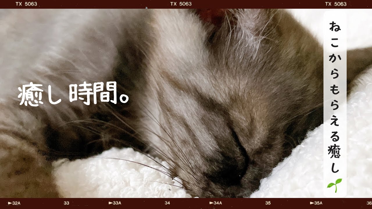 ゆるい日常｜にゃんこの癒し時間🐈🐾ねこはかわいい🥰#ゆるい日常 #ねこ #癒し #ねこのいる生活 #共感 #日常#vlog 