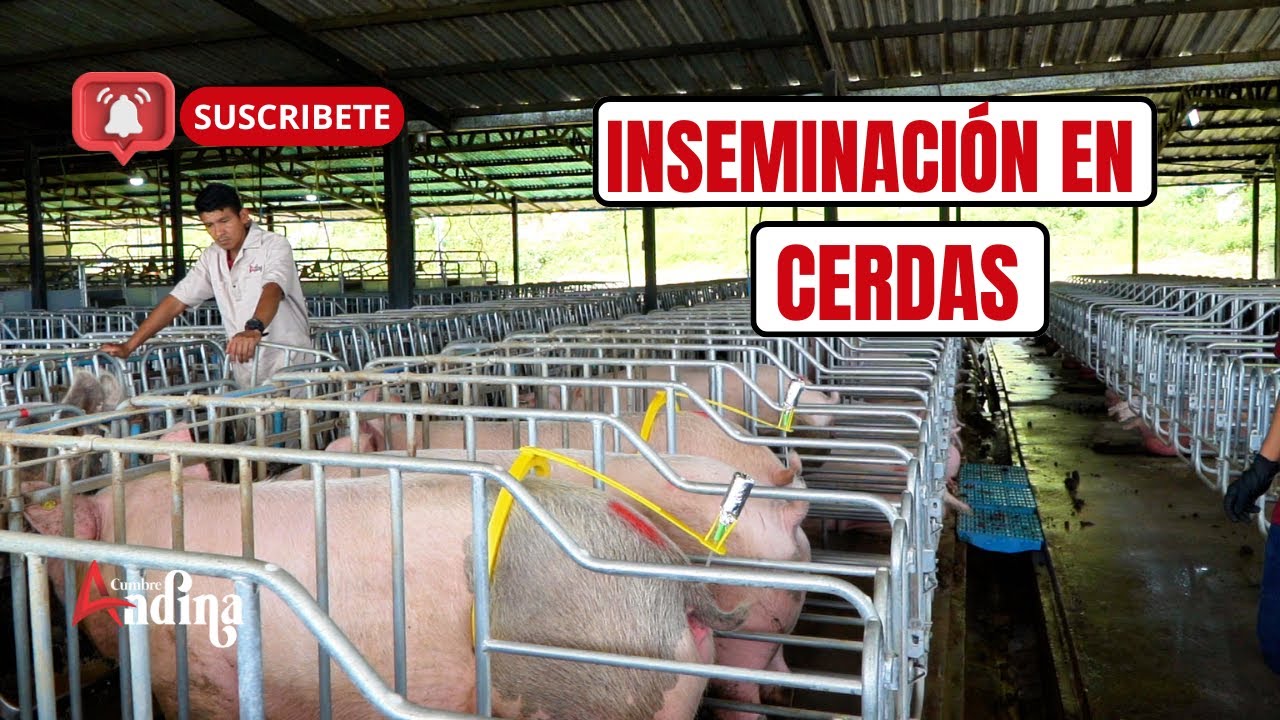 Inseminación en cerdas, ¿Cómo inseminar mis cerdas?