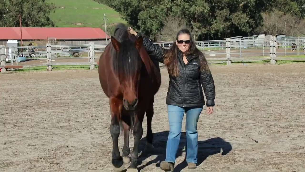 Welcoming in the New Year with Liberty Horsemanship