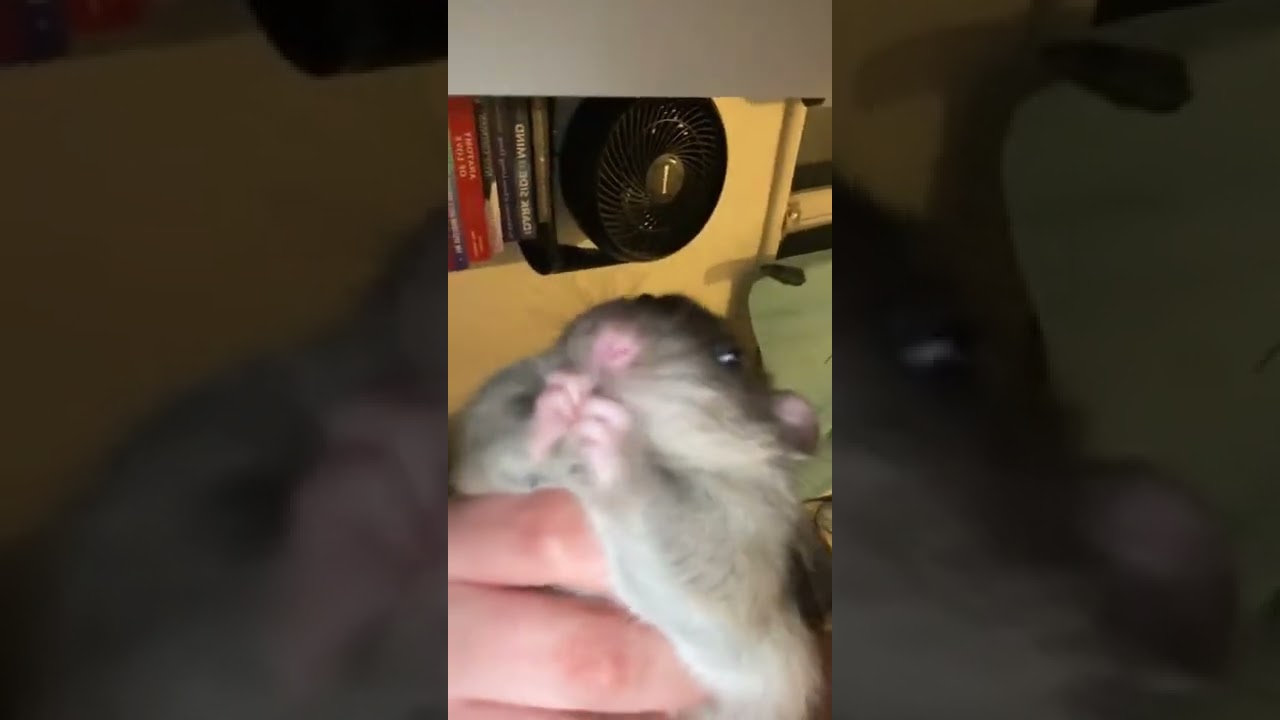 Glizzy Gobbler tiktok heyimchantel