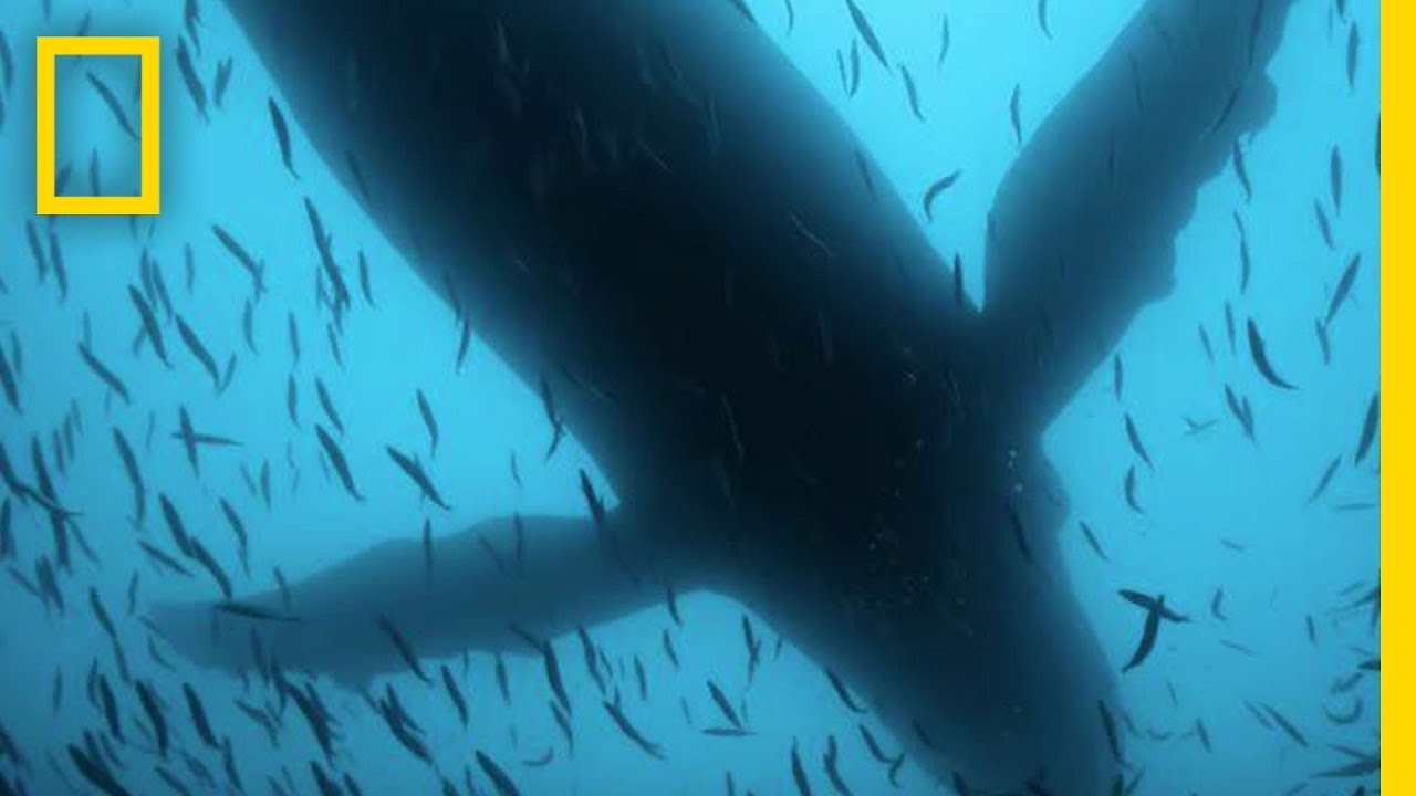 Sea of Shadows Official Trailer | National Geographic