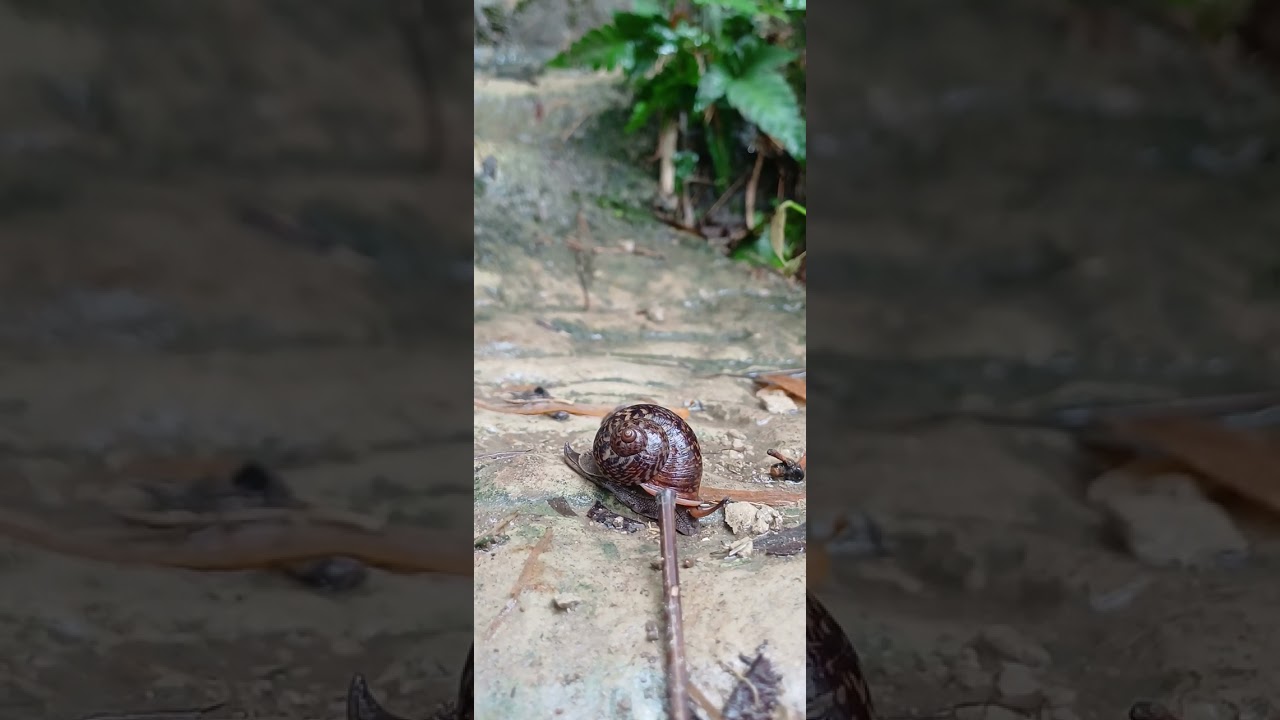 Shiput alam indah cibelut bunisari agrabinta