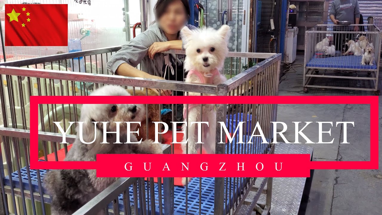 Guangzhou Yuehe pet market - Huadiwan Flower, Fish and Bird Market.