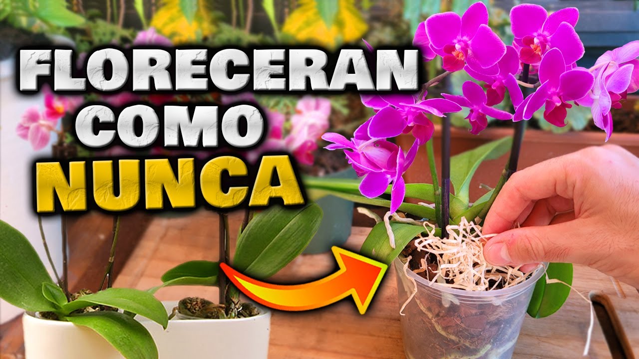 MIRA ESTO y tus ORQUIDEAS FLORECER&Aacute;N como NUNCA ANTES!! | Abono Casero para Hacer Florecer Orquideas