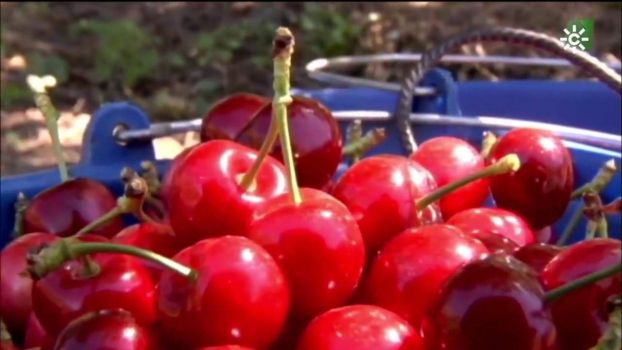Cerezas de Güejar Sierra, Granada