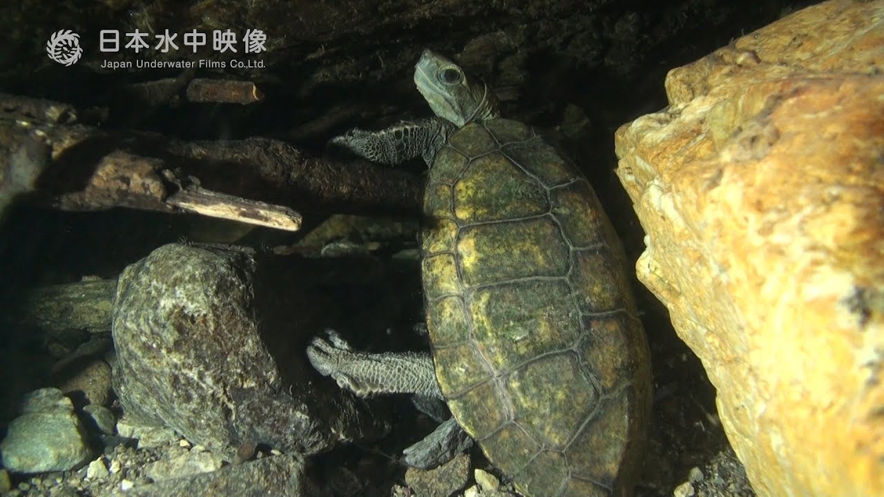 私はイシガメですか？ suitube7!