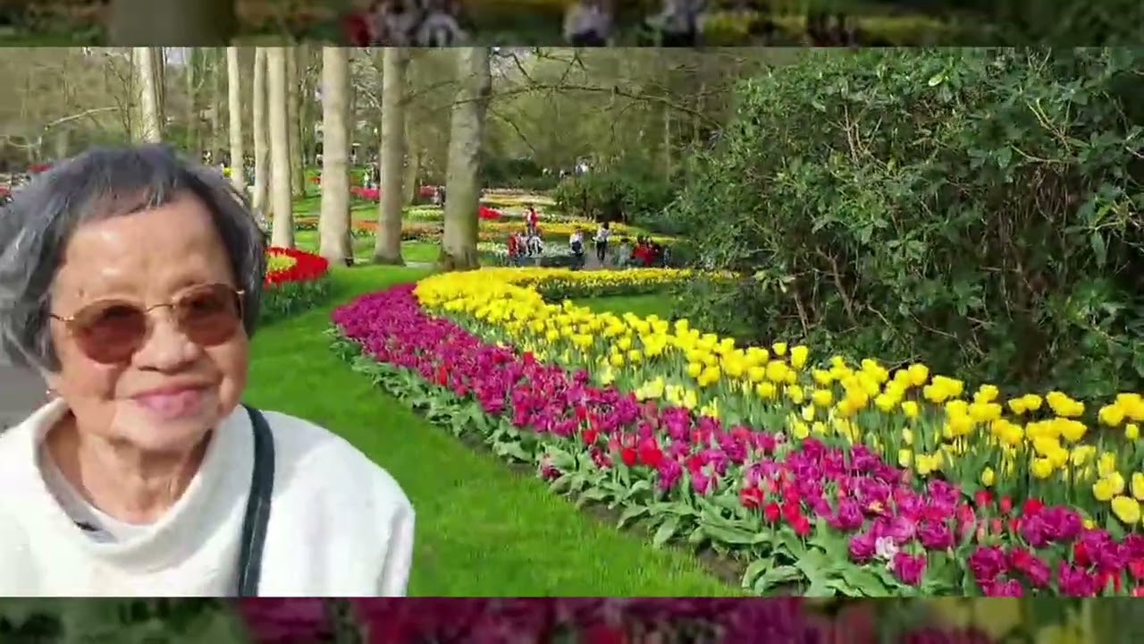 Xuân Bính Ngọ 2026 - Hyacinth Tulips fields - Keukenhof - The Netherlands 