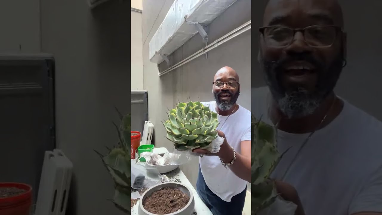 How to Grow Butterfly Agave (Ancient Aztec Plant)