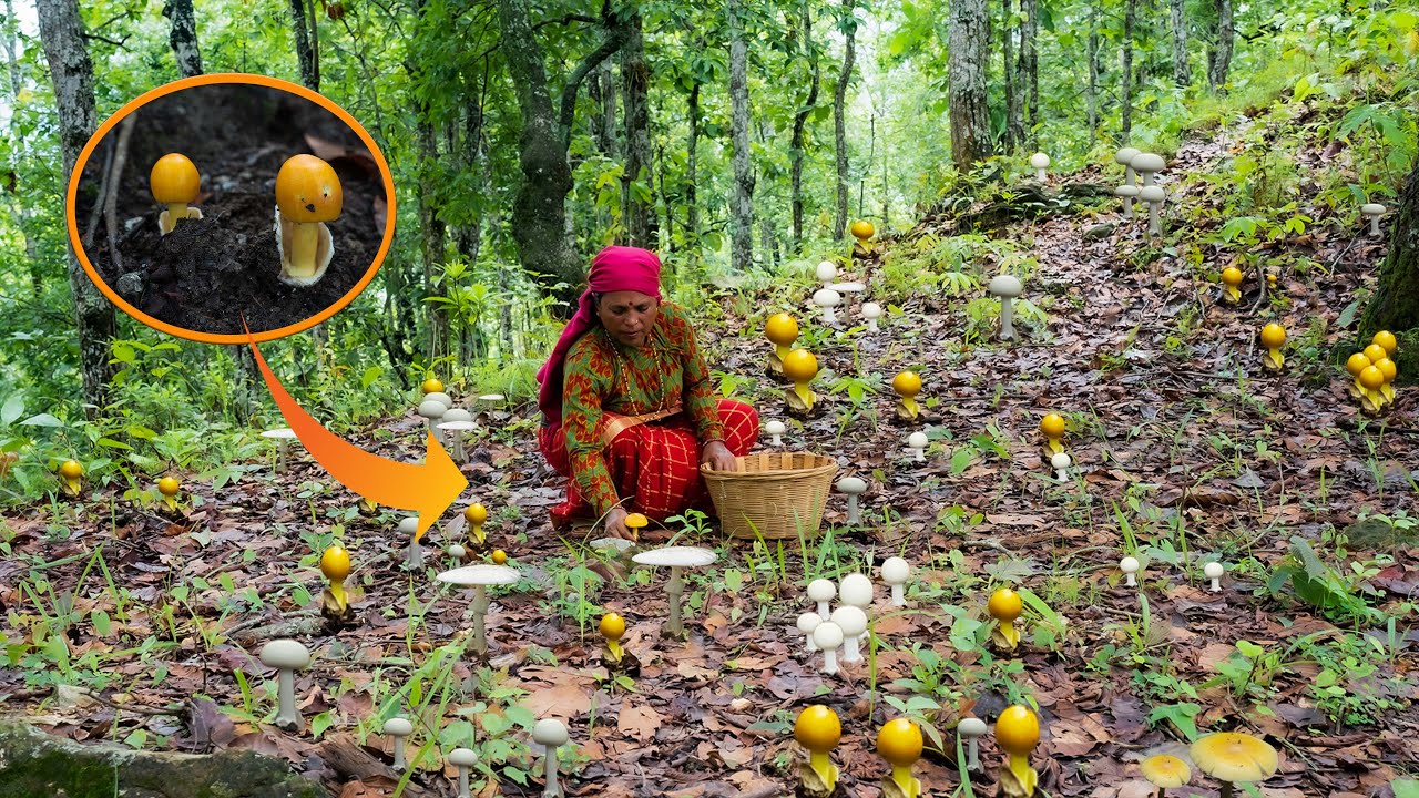 Wild Mushroom Hunting in Jungle || कस्तो जंगली च्याउ पकाउने खाने तरिका || Kanchhikitchen