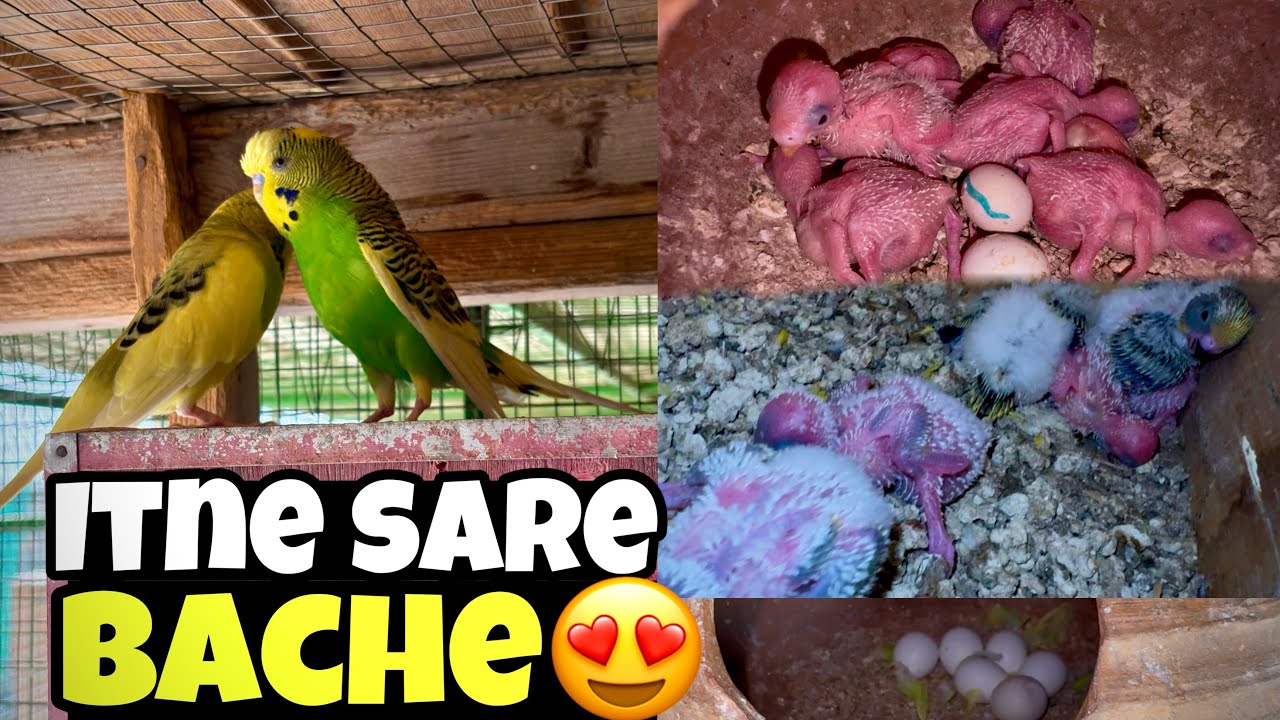 Budgies ki colony ma bhot sare bache agye😍