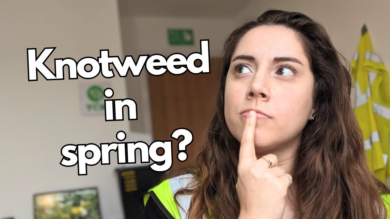 What does Japanese knotweed look like in the spring?
