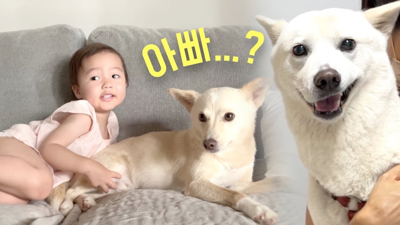 2주간 출장 다녀 온 아빠를 본 아기와 강아지 반응 | 진돗개가족 vlog