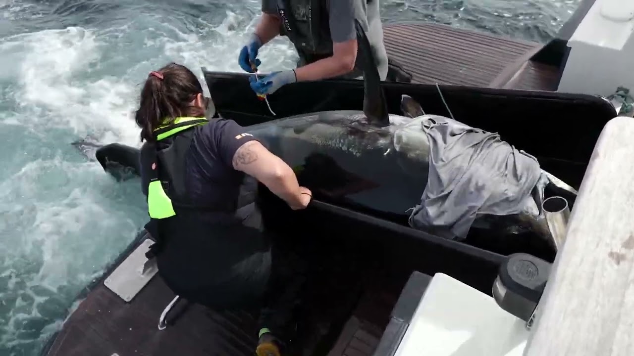 Bluefin Tuna fishing Denmark Skagen 22 244cm tagging