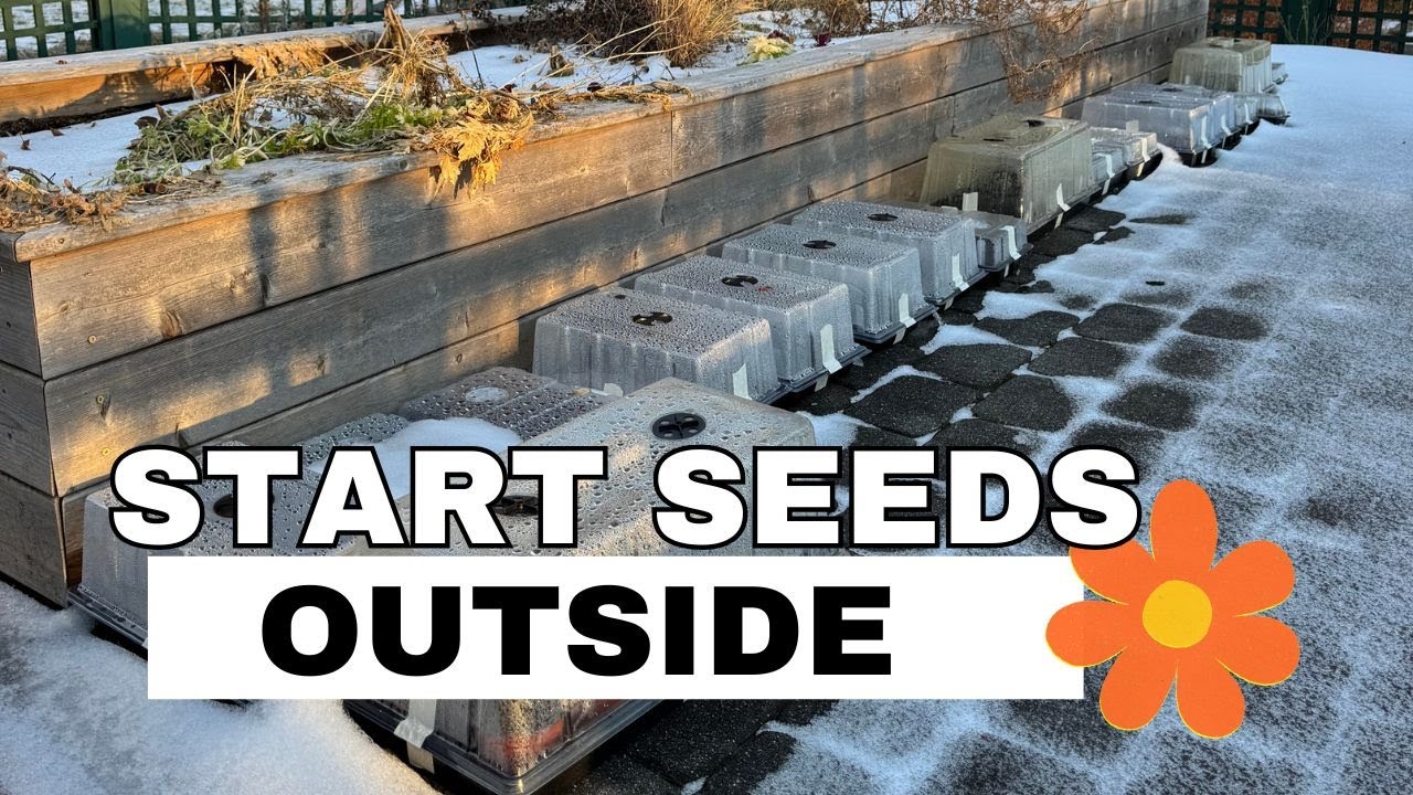 What Is Winter Sowing? Why I Started and How I Do It