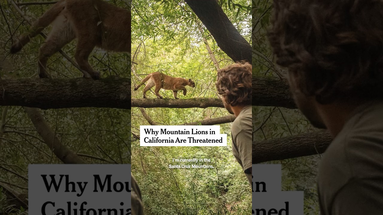 Why Mountain Lions in California Are Threatened