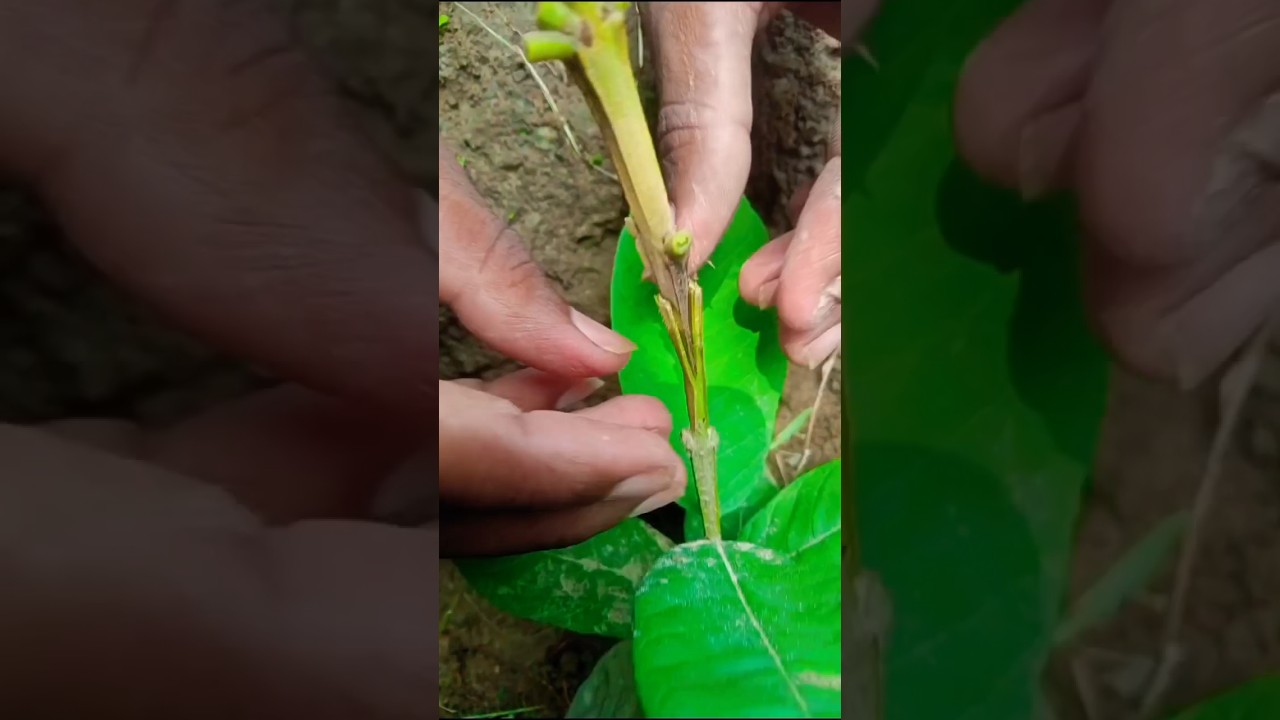 Guava grafting techniques | amazing grafting techniques #shorts #gardening #grafting