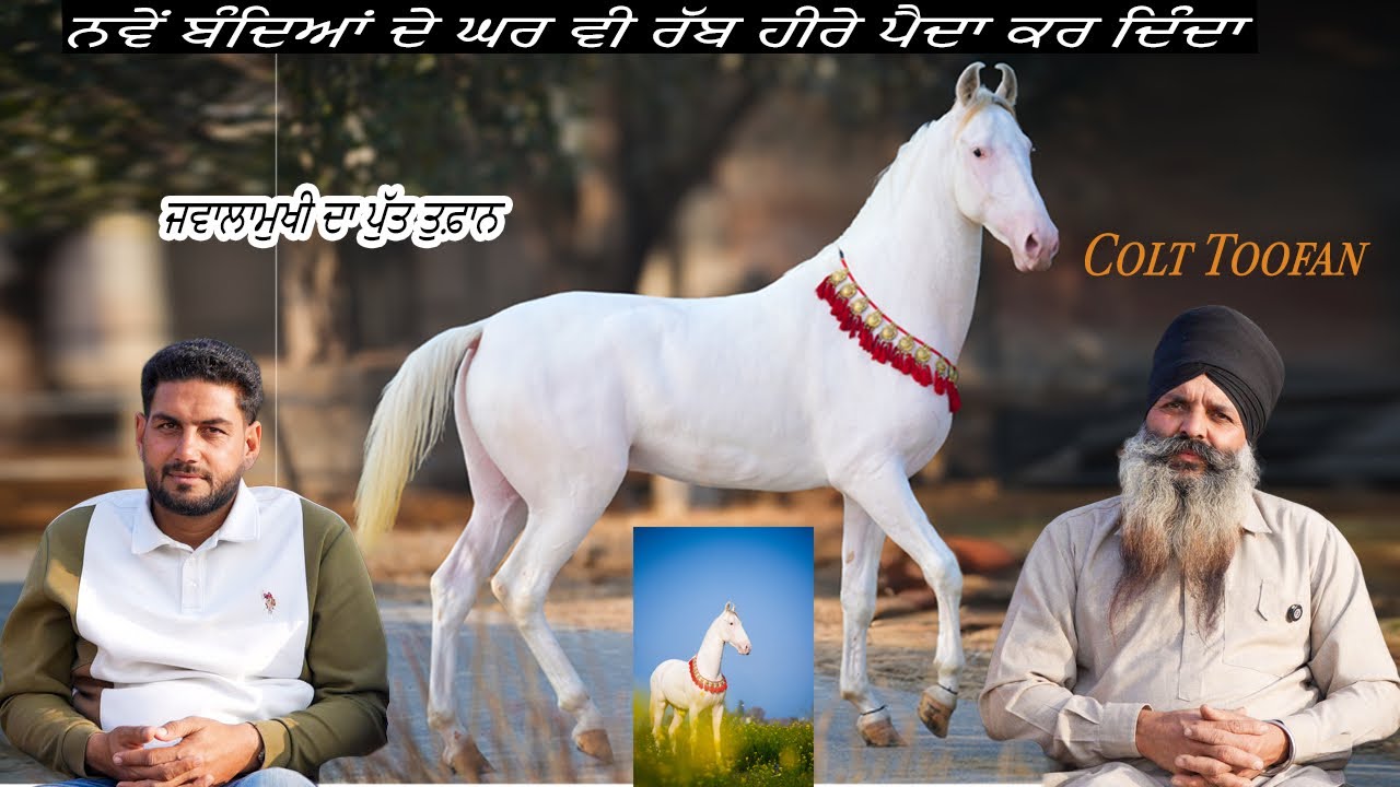 Colt Toofan ਨਵੇਂ ਬੰਦਿਆਂ ਦੇ ਘਰ ਵੀ ਰੱਬ ਹੀਰੇ ਪੈਦਾ ਕਰ ਦਿੰਦਾ ਜਵਾਲਾਮੁਖੀ ਦਾ ਪੁੱਤ ਤੁਫ਼ਾਨ #beanttulewal 