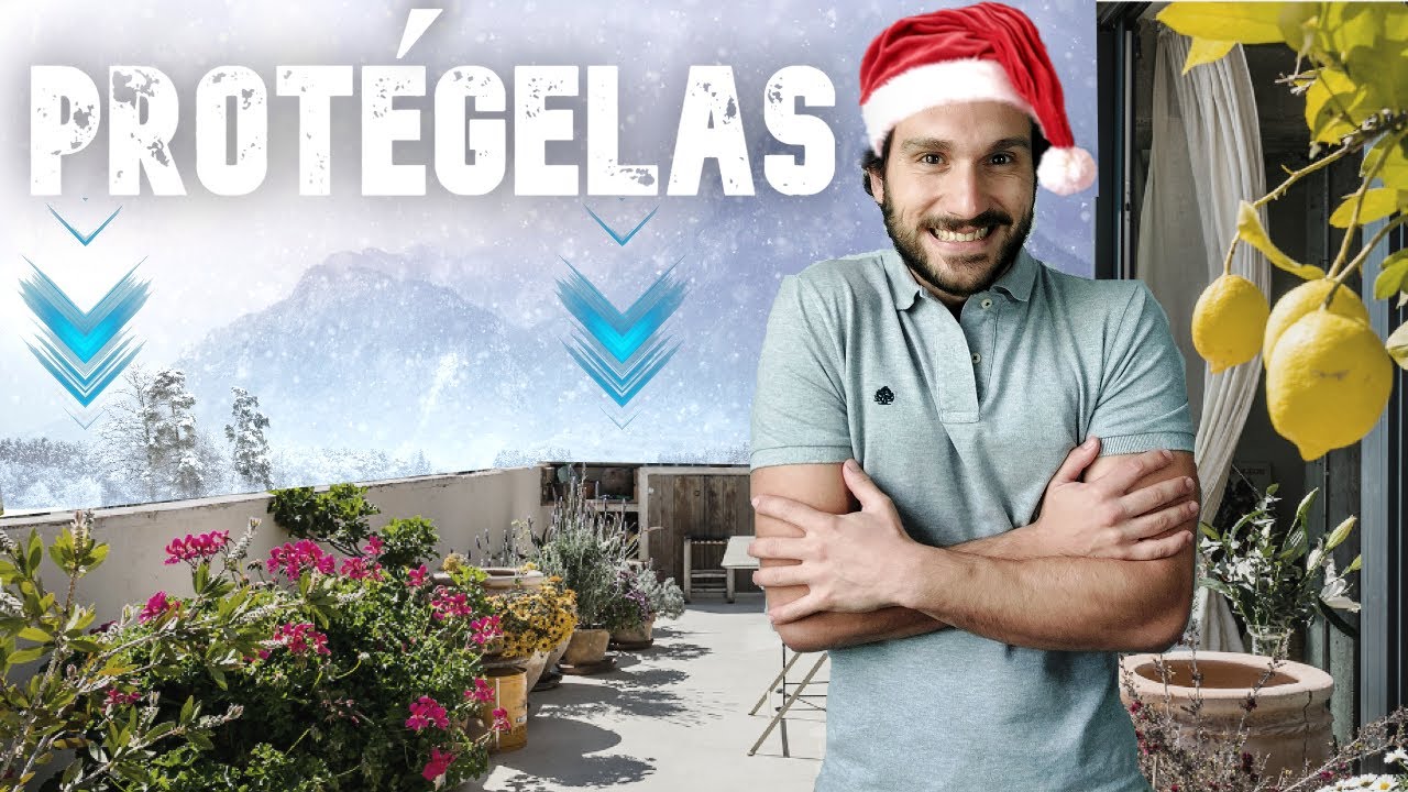 ❄️ PROTEGER plantas del FR&Iacute;O 🥀 C&Oacute;MO proteger plantas de HELADAS