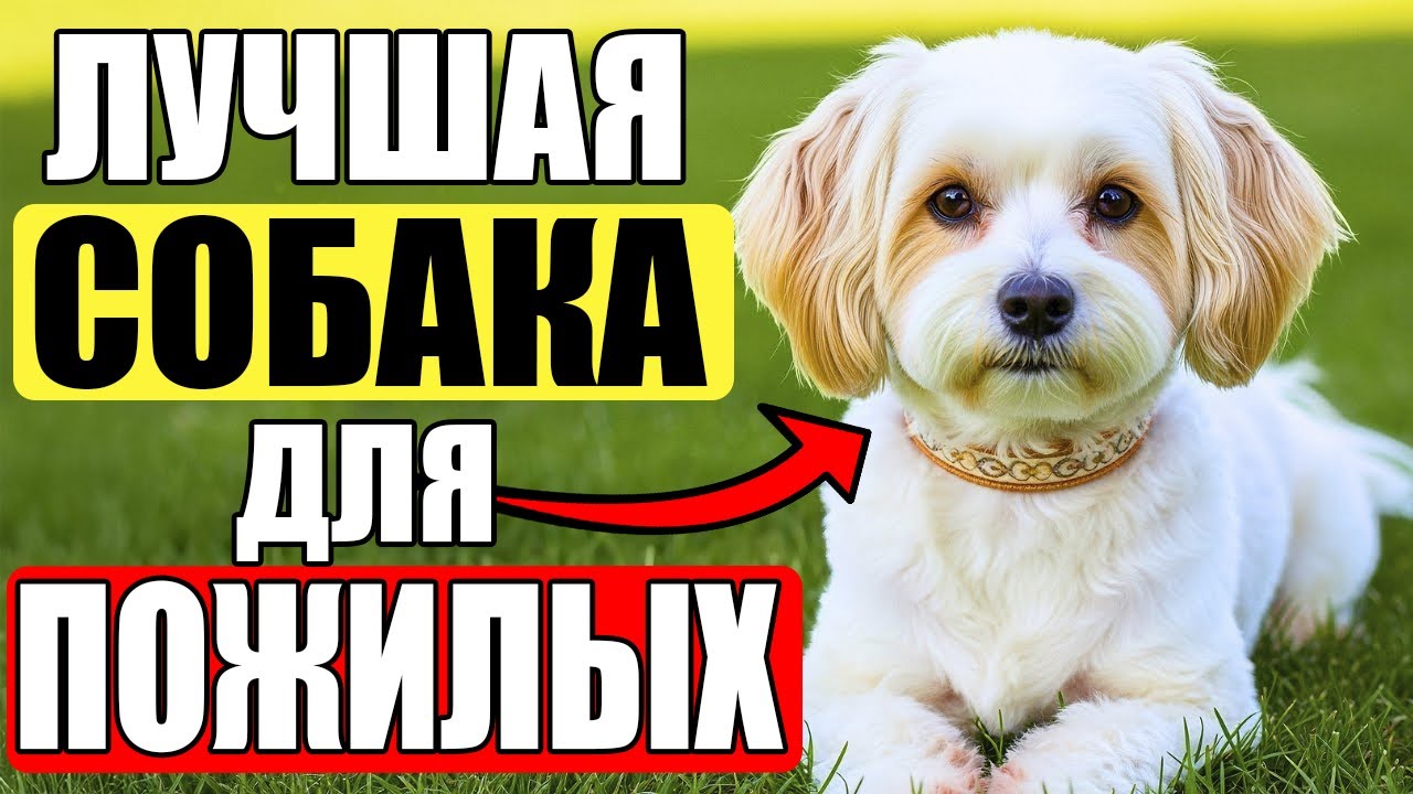 13 пород собак ИДЕАЛЬНО ПОДХОДЯЩИХ для пожилых людей!