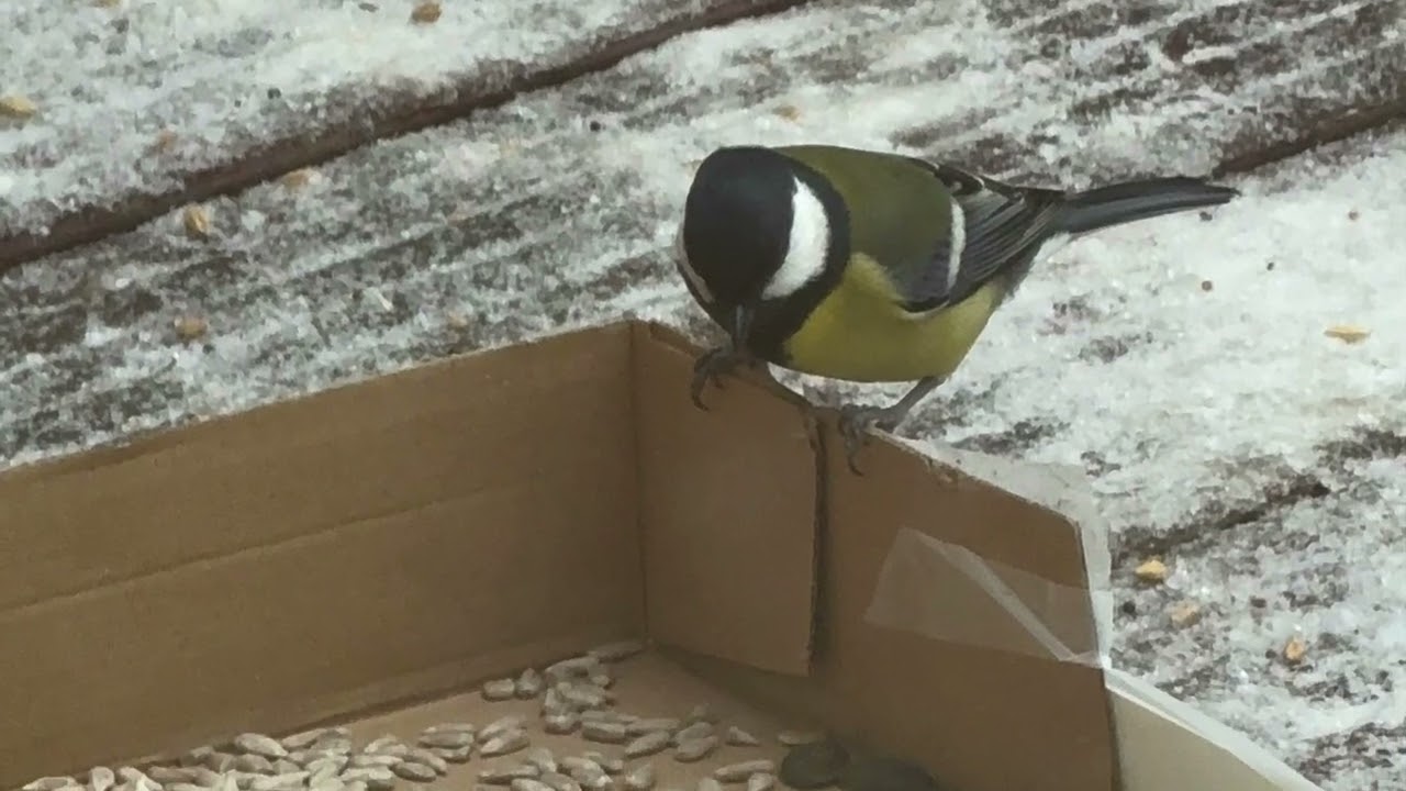 Ptaki zimą# sikorka modraszka# modraszka# #rudzik#winter #birds #winterbirds #birdsinmotion #poland 