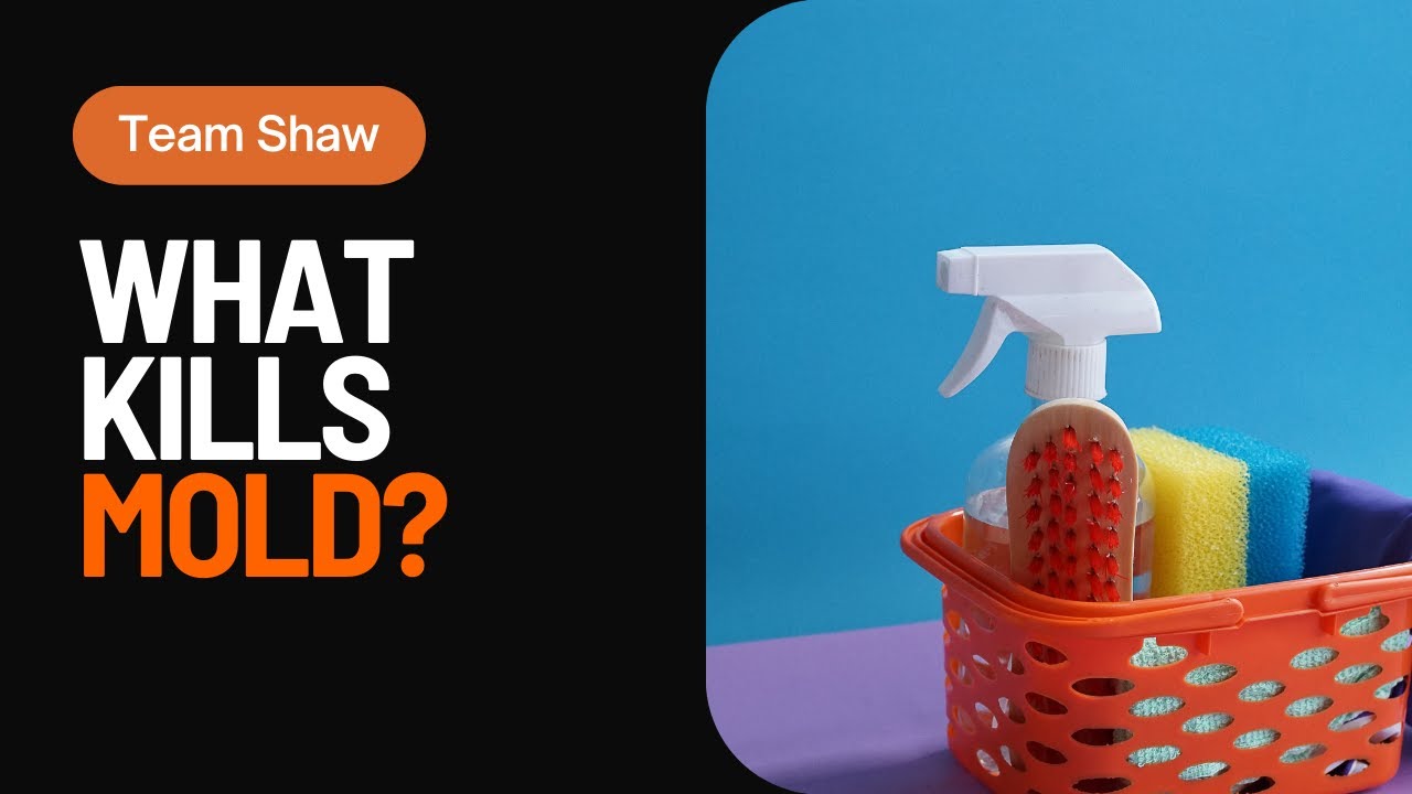 Bleach vs. Vinegar: What household product kills mold?