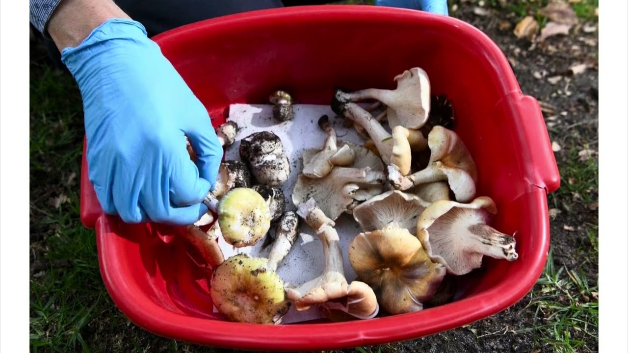 IgotQ&rsquo;s / 3 Dead 1 Critical after Women serves Mushrooms to husbands fam/ WIKI search for Death Caps