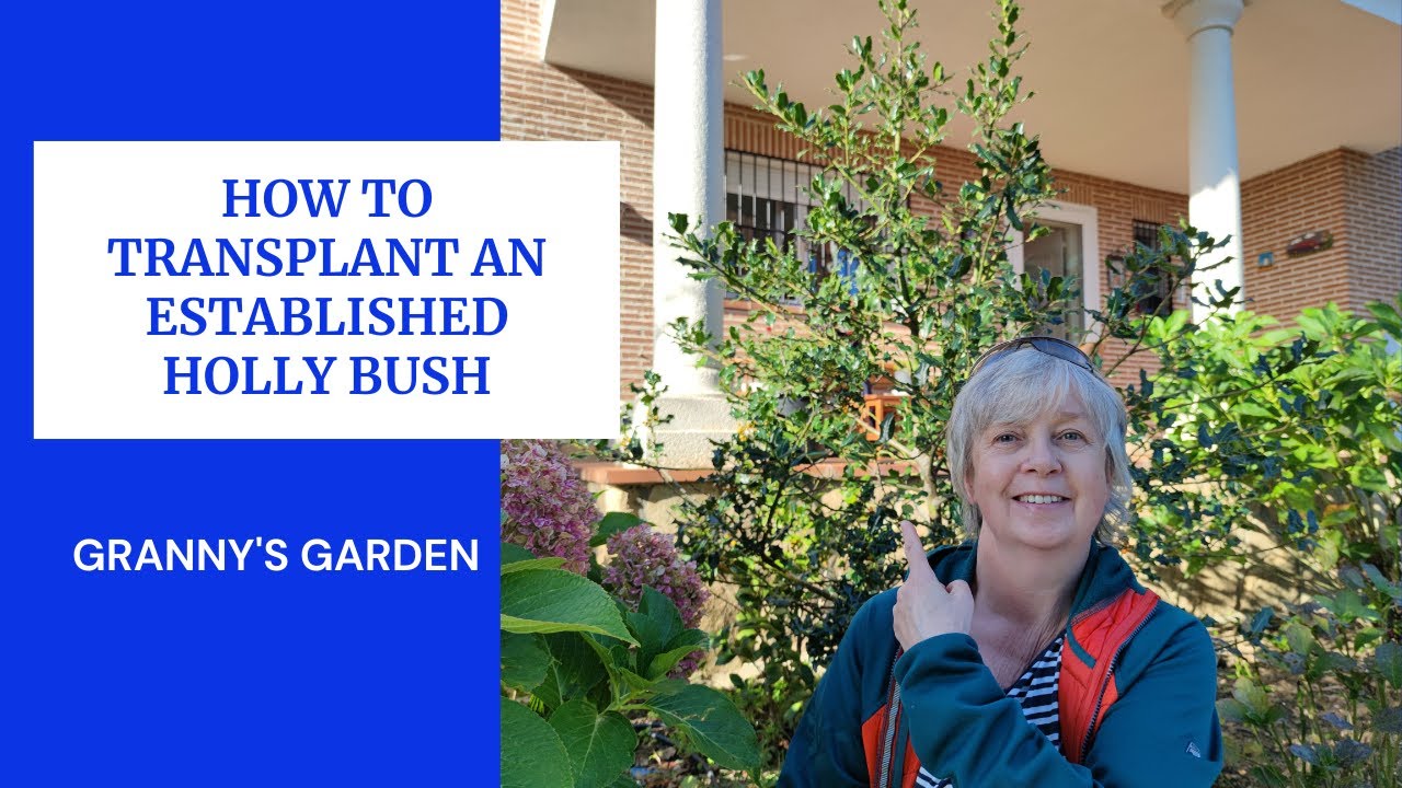 HOW TO TRANSPLANT AN ESTABLISHED HOLLY BUSH