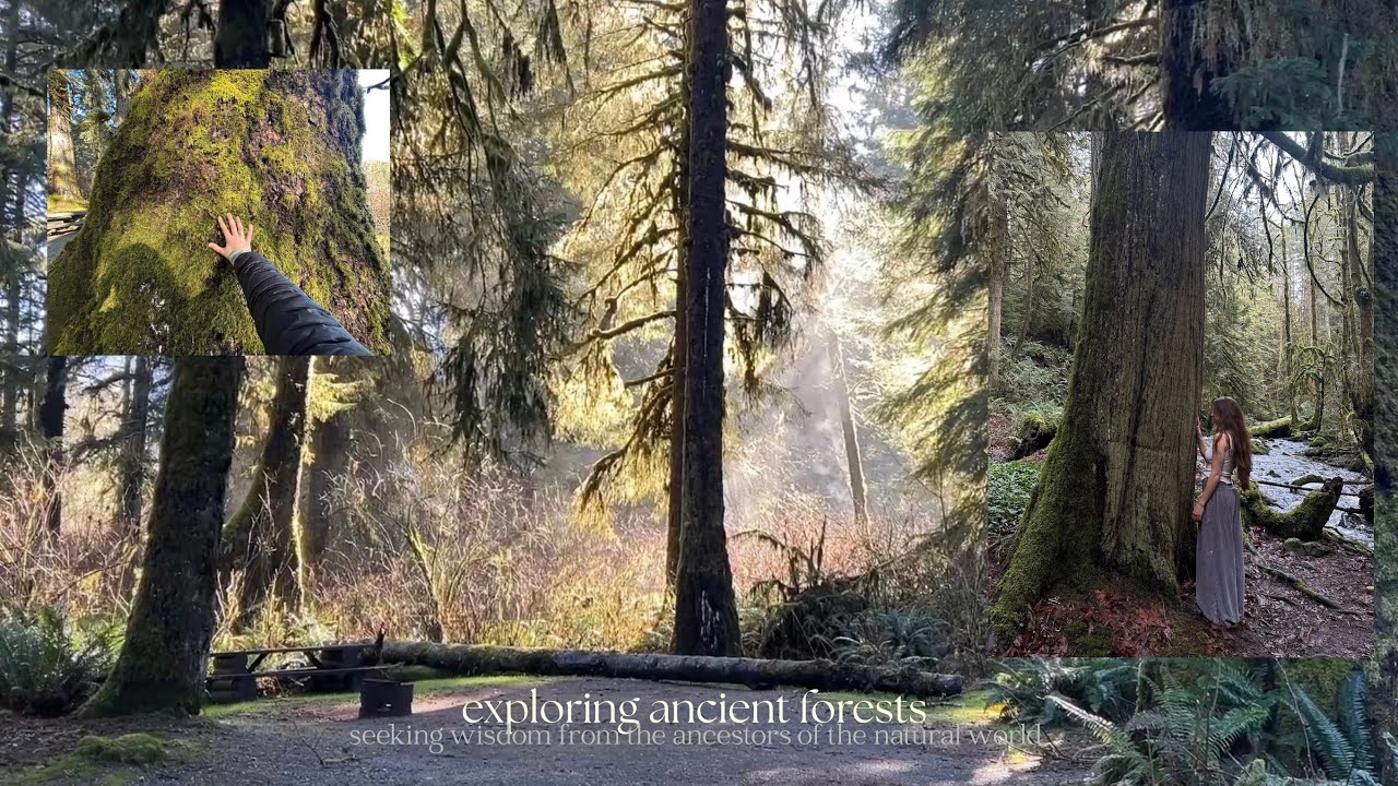 overnight trip to visit an ancient forest (seeking wisdom from the ancestors of the natural world)