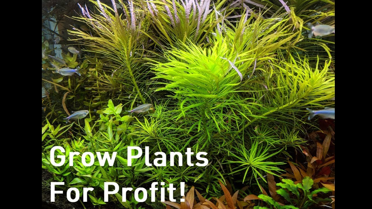 Growing Plants for Profit - An Alternative to Breeding for Profit Aquariums