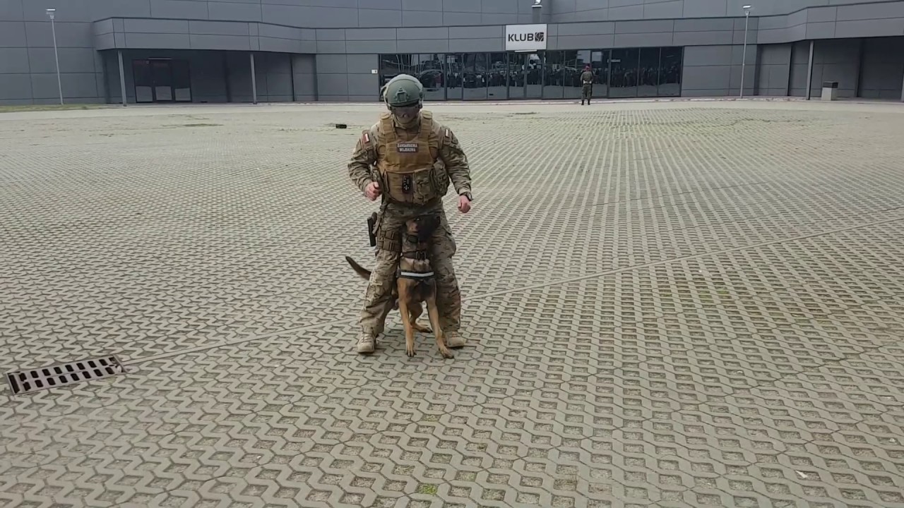 Pokaz OSZW funkcjonariusz z psem targi Ostroda 01.06.2017