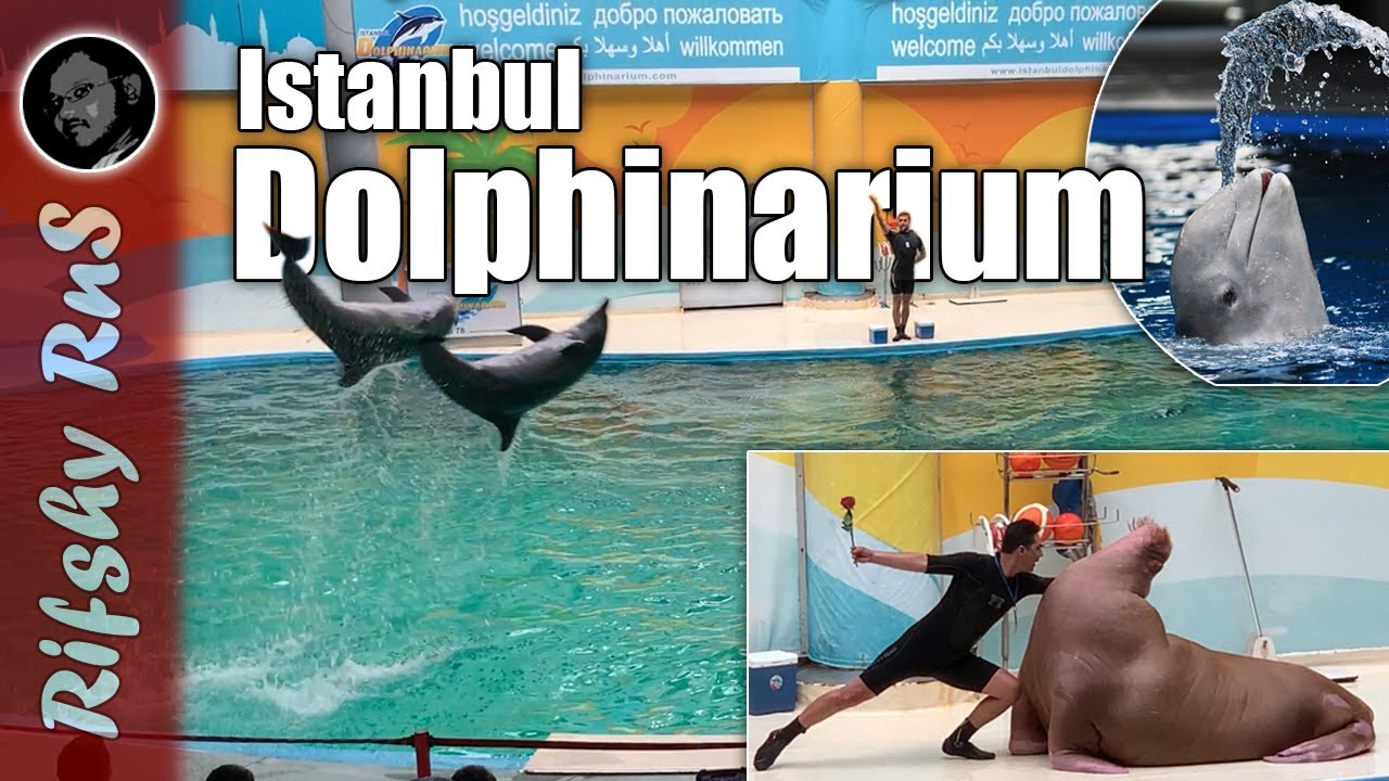 Istanbul Dolphinarium | Vlog | Turkey | Rifshy RnS