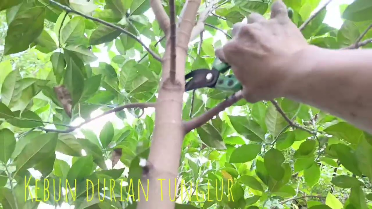 Pruning Kedua Pohon Nangka Madu ‼️ KEBUN DURIAN TUNGLUR