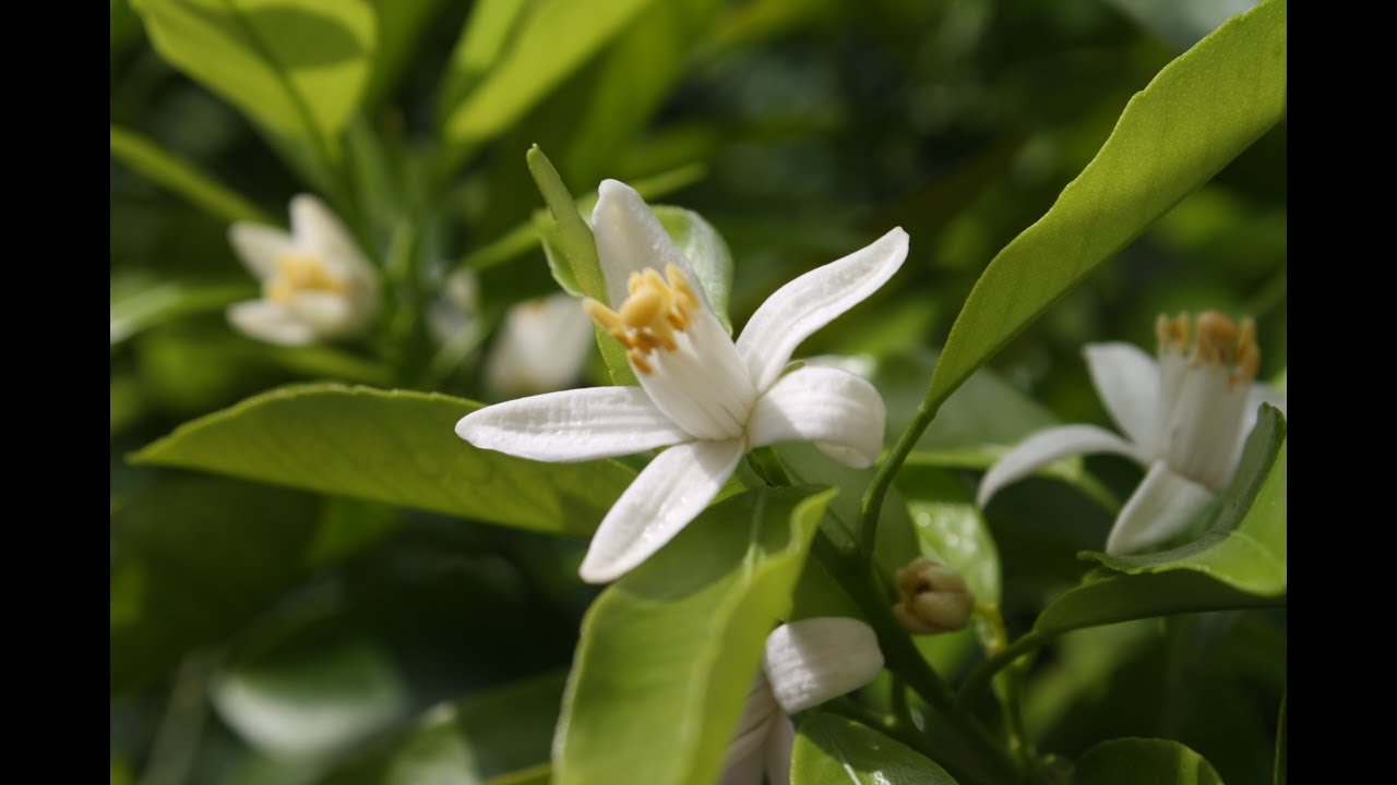 Citrus - Microcitrus