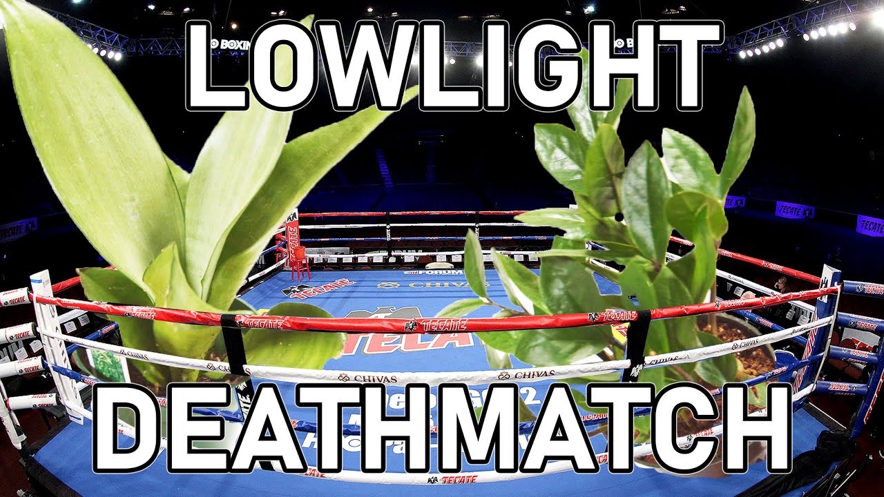 Snake Plant Vs. ZZ Plant Low Light Comparison, Who Will WIN!