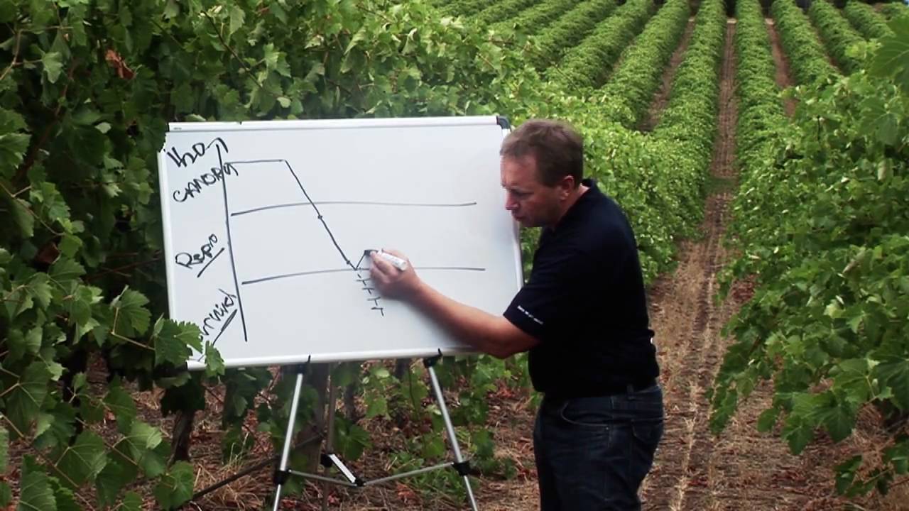 Marquis Vineyard Watering Program