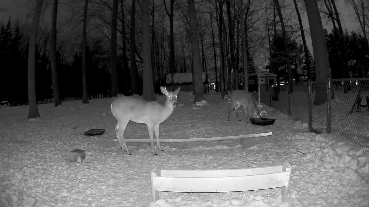 Deer cam 2/10 2026